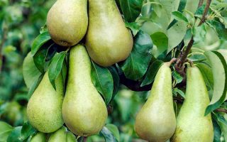 Hrušeň 'Konference'