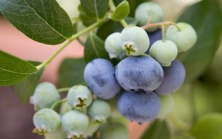 Vaccinium cor. 'Bluecrop' 40–60, K3