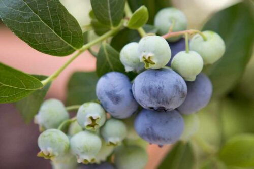 Vaccinium cor. 'Bluecrop' 40–60, K3 - Obrázek 1
