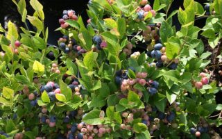 Vaccinium cor. ´Brigitta´