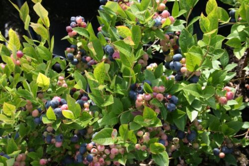 Vaccinium cor. ´Brigitta´ - Obrázek 1