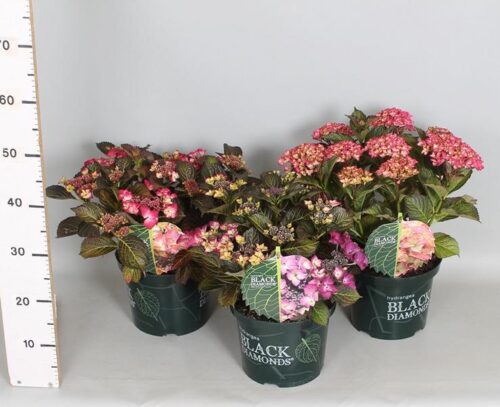 Hydrangea macrophylla ´Black Diamond´ C 5L - Obrázek 6