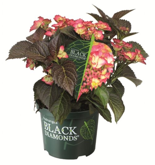Hydrangea macrophylla ´Black Diamond´ C 5L - Obrázek 3