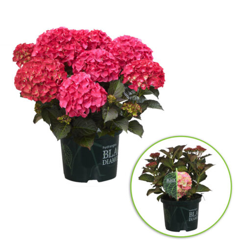 Hydrangea macrophylla ´Black Diamond´ C 5L - Obrázek 5