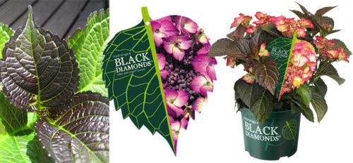 Hydrangea macrophylla ´Black Diamond´ C 5L - Obrázek 4