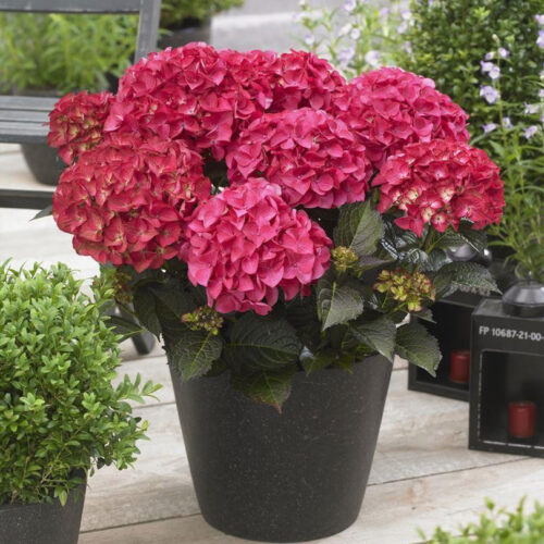 Hydrangea macrophylla ´Black Diamond´ C 5L - Obrázek 2