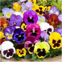 Maceška HR Viola 'wittrockiana' – F1
