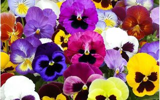 Maceška HR Viola 'wittrockiana' – F1