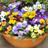 Maceška HR Viola cornuta - K 9