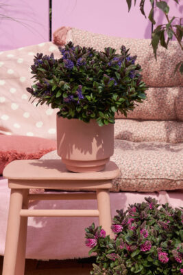 Hebe andersonii 'Addenda'® Vinoa