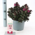 Hebe andersonii 'Addenda'® Vinoa - Obrázek 3
