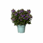 Hebe andersonii 'Addenda'® Vinoa - Obrázek 4