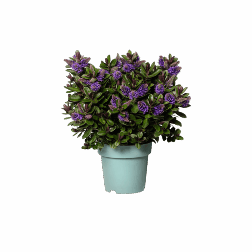 Hebe andersonii 'Addenda'® Vinoa - Obrázek 4