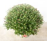 Chrysanthemum indicum 'Premium' - Obrázek 3