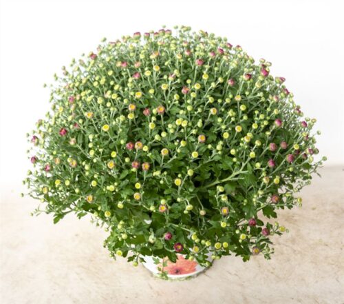 Chrysanthemum indicum 'Premium' - Obrázek 3