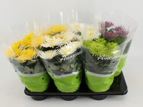 Chrysanthemum indicum 'Anastasia' - Obrázek 2