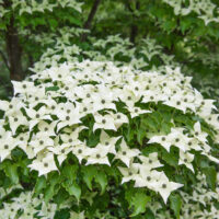 Cornus kousa var. chinensis - C2L, v. 30-35 cm