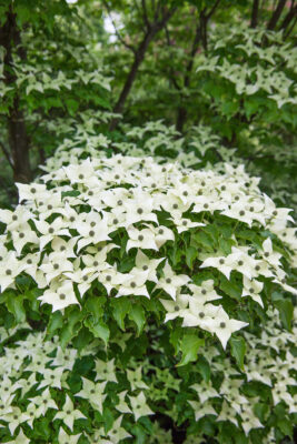 Cornus kousa var. chinensis
