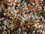 Amelanchier laevis 'Snowflakes'
