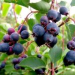 Amelanchier laevis 'Snowflakes' - Obrázek 2