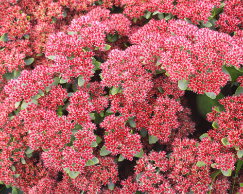 Sedum telephium 'Herbstfreude' - Obrázek 2