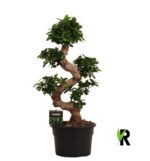 Ficus Microcarpa 'Ginseng' S-Typ - Obrázek 3