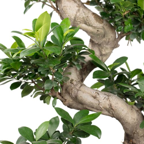 Ficus Microcarpa "Ginseng" S-Typ - Obrázek 2