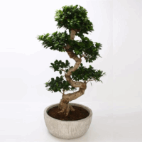 Ficus Microcarpa "Ginseng" S-Typ