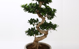 Ficus Microcarpa 'Ginseng' S-Typ