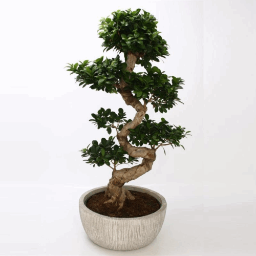 Ficus Microcarpa "Ginseng" S-Typ - Obrázek 1