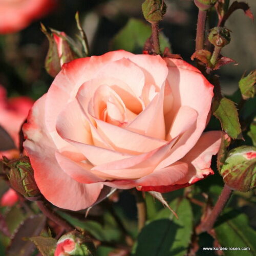 ROSA KORDES 2L Auf die Freundschaft® - keřová - Obrázek 3