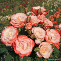 ROSA KORDES 2L Auf die Freundschaft® - keřová