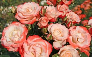 ROSA KORDES 2L Auf die Freundschaft® - keřová