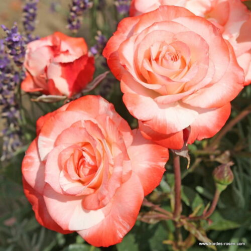 ROSA KORDES 2L Auf die Freundschaft® - keřová - Obrázek 2