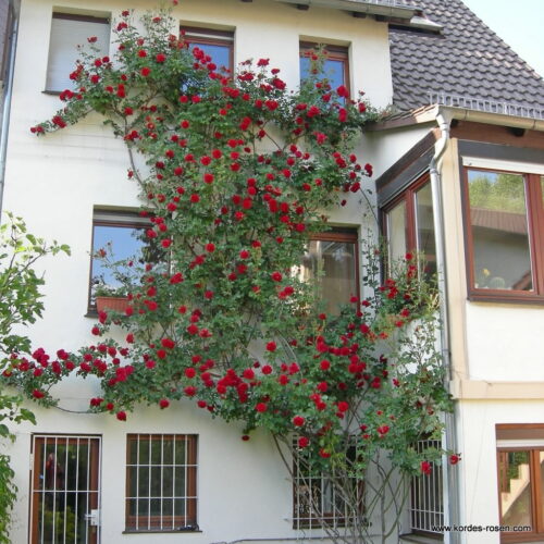 ROSA KORDES 2L Sympathie - pnoucí - Obrázek 2