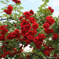 ROSA KORDES 2L Sympathie - pnoucí