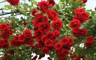 ROSA KORDES 2L Sympathie - pnoucí