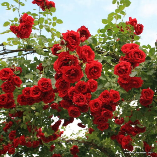 ROSA KORDES 2L Sympathie - pnoucí - Obrázek 1