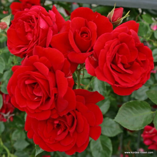 ROSA KORDES 2L Sympathie - pnoucí - Obrázek 3