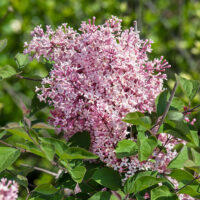 Syringa microphylla 'Superba' - na kmínku