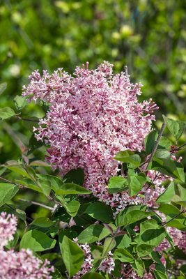 Syringa microphylla 'Superba' - na kmínku
