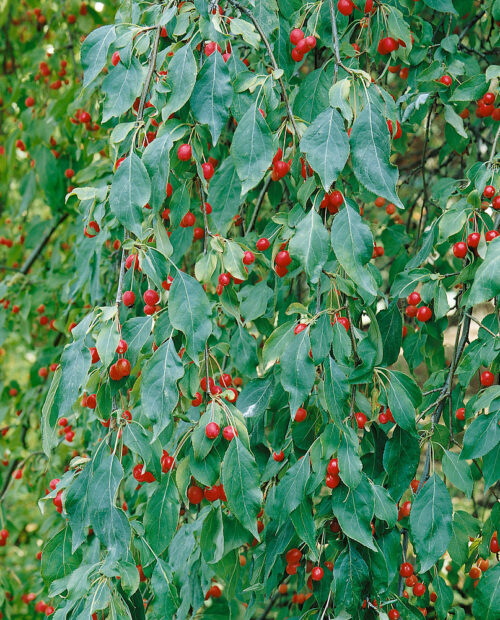 Malus 'Red Jade' - Obrázek 3