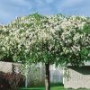 Malus 'Red Jade' - C35L-KM 225CM, OK 6-8 CM
