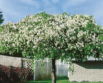 Malus 'Red Jade'