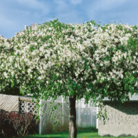 Malus 'Red Jade'
