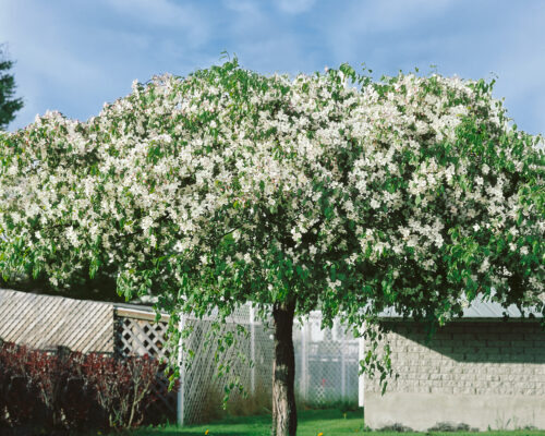 Malus 'Red Jade' - Obrázek 1