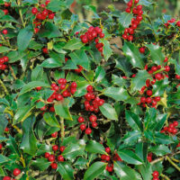 Ilex aquifolium 'Alaska'