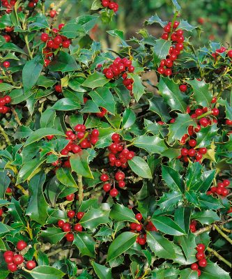 Ilex aquifolium 'Alaska'