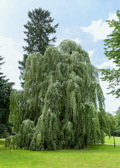 Fagus sylvatica 'Pendula' - Obrázek 1