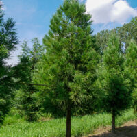 Cryptomeria japonica 'Kitayama'